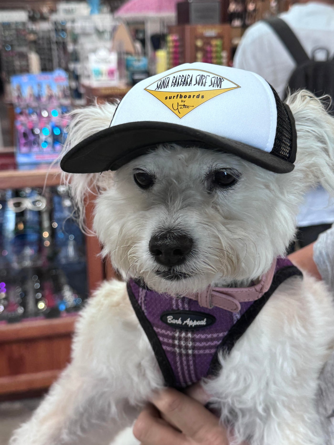 Santa Barbara Surf Shop PupLid Trucker Hats for Dogs!